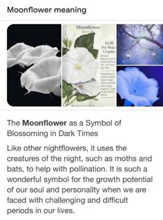 the moonflower meaning is shown in this screenshote, and it appears to be from