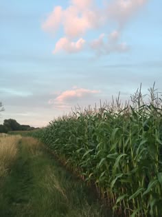 an image of a corn field during the day