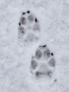 an animal's paw prints in the snow