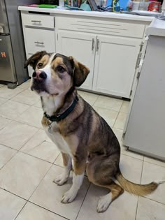 a brown and white dog sitting on top of a kitchen floor