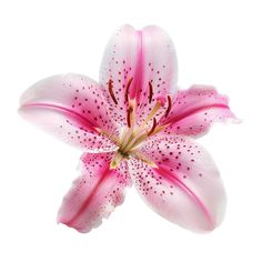 a pink flower that is blooming on a white background