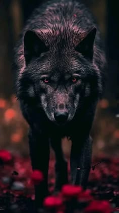 a black wolf with red eyes is walking through the woods in front of some flowers