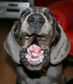 a close up of a dog with its mouth open