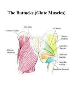 the muscles are labeled in this diagram