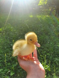 a hand holding a small yellow duckling in the grass with sun shining on it