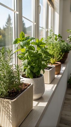 several potted plants sit on a window sill