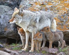 an adult wolf standing next to two baby cubs in front of a large rock formation