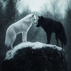 two white and black wolf standing on top of a rock
