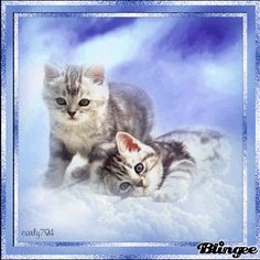 two kittens are laying down in the snow with one looking at the camera while the other looks on