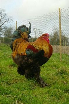 a rooster standing in the grass next to a fence