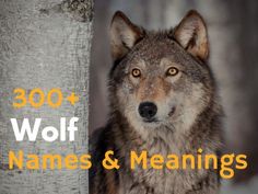 a wolf standing next to a tree with the words 300 + wolf names and meanings