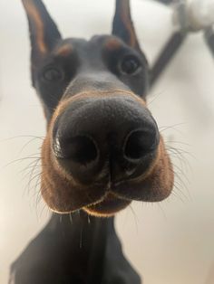 a close up view of a dog's face with its tongue hanging out and looking at the camera