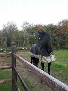 a black horse standing on top of a lush green field next to a wooden fence