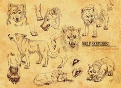 an old paper with wolf sketches on it