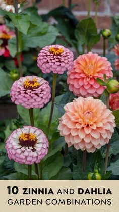 pink and orange flowers with the words 10 zinna and dahl garden combinations on them