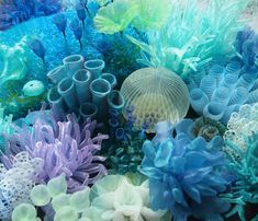 there are many different types of seaweed in the ocean, including corals and seashells