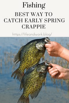 two large fish being held in their hands with the words fishing best way to catch early spring crapie