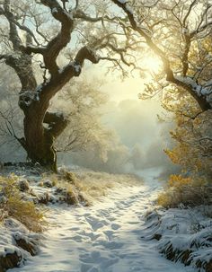 a snow covered path leading to a tree