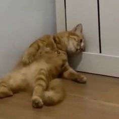 an orange cat laying on the floor next to a door