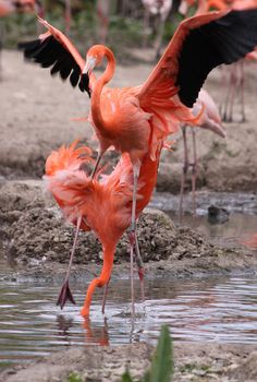 two flamingos are standing in the water and one is stretching it's wings