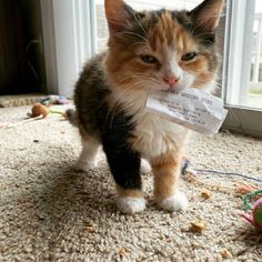 an orange and white cat with a paper in it's mouth standing on the floor