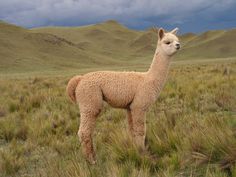 an alpaca standing in the middle of a field with mountains in the background