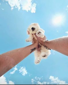 two dogs are being held up in the air by someone's hands with tattoos on their arms