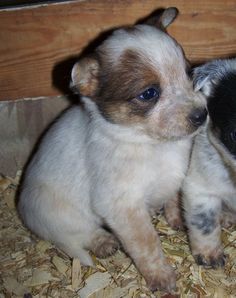 two small puppies sitting next to each other