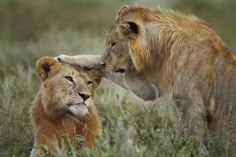 two lions playing with each other in the grass and bushes, one is rubbing its head against the other's neck