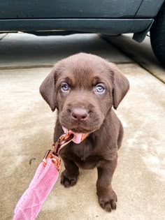 Puppy dog lab chocolate lab puppy