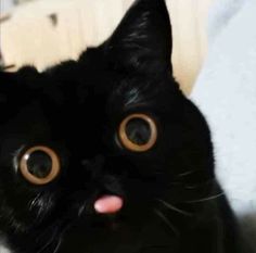 a black cat with big brown eyes sticking its tongue out and looking at the camera