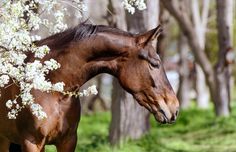 a brown horse standing next to a tree filled with white flowers