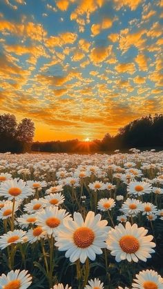 a field full of white daisies with the sun setting in the background