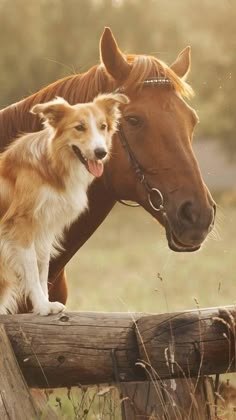 a dog standing next to a horse on top of a wooden fence