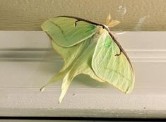 a large green moth sitting on top of a window sill next to a wall