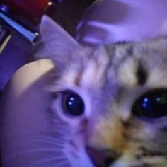 a close up of a cat on a person's lap looking at the camera