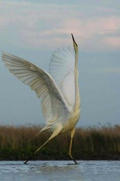 a large white bird standing on top of a body of water