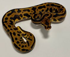 a large yellow and black snake on a white surface with its head turned to the side