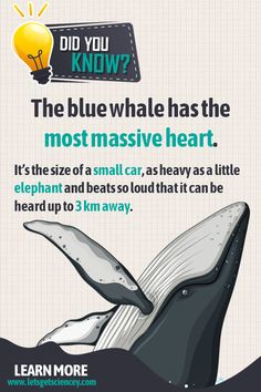 a poster with an image of a whale in the ocean and text that reads did you know?