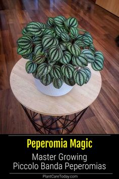 a potted plant sitting on top of a table with the words peperonia magic