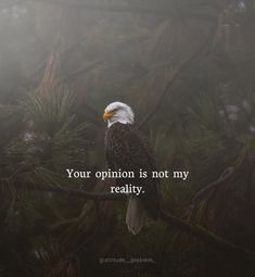 an eagle sitting on top of a tree branch with the words your opinion is not my reality