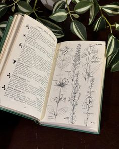 an open book sitting on top of a wooden table next to a potted plant