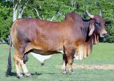 a large brown cow standing on top of a lush green field