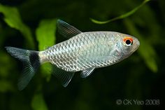 a fish with an orange eye swimming in the water next to some green plants and leaves