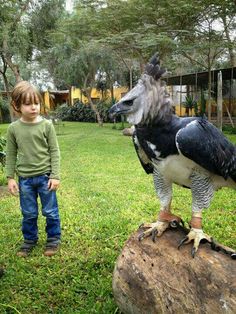 a young boy standing next to a statue of an eagle on top of a rock