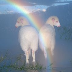 two sheep standing in the water with a rainbow in the sky behind them and grass on the ground