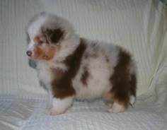 a brown and white puppy standing on top of a bed