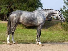 a gray and white horse standing on top of a grass covered field next to trees