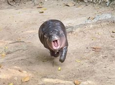 an animal with it's mouth open and its tongue out in the dirt,