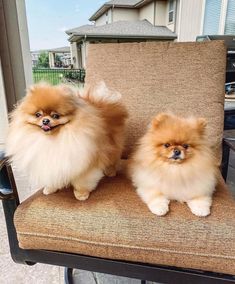 two small dogs sitting on top of a brown chair next to each other in front of a house